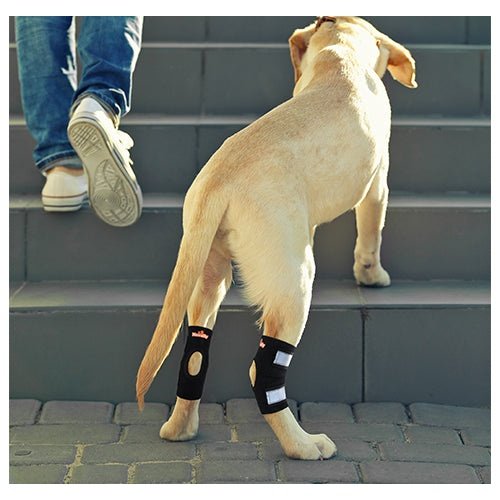 NeoAlly Dog Rear Leg Hock Brace with Safety Reflective Straps for Small Dogs [Short Version]